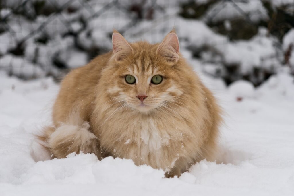 Norwegische Waldkatze