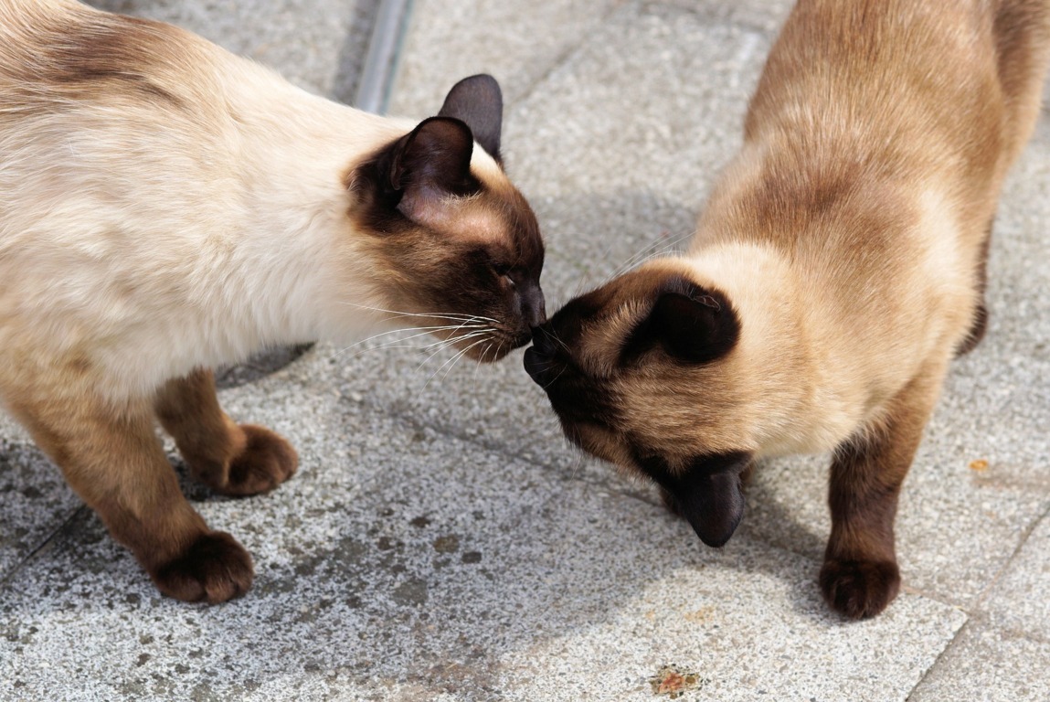 Siamkatze
