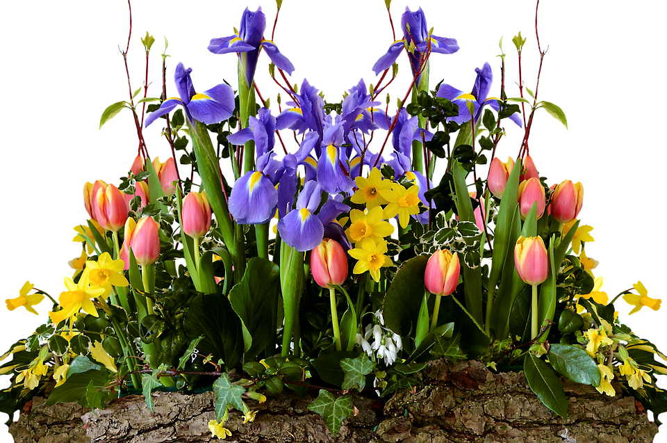Frühblüher