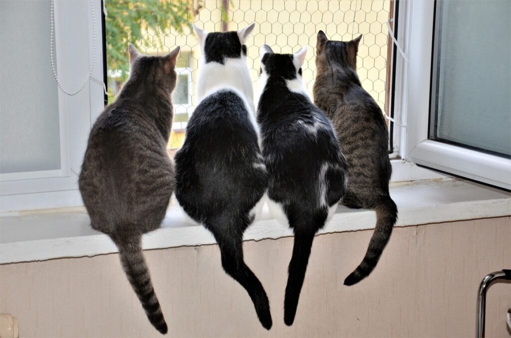 Mehrkatzenhaushalt