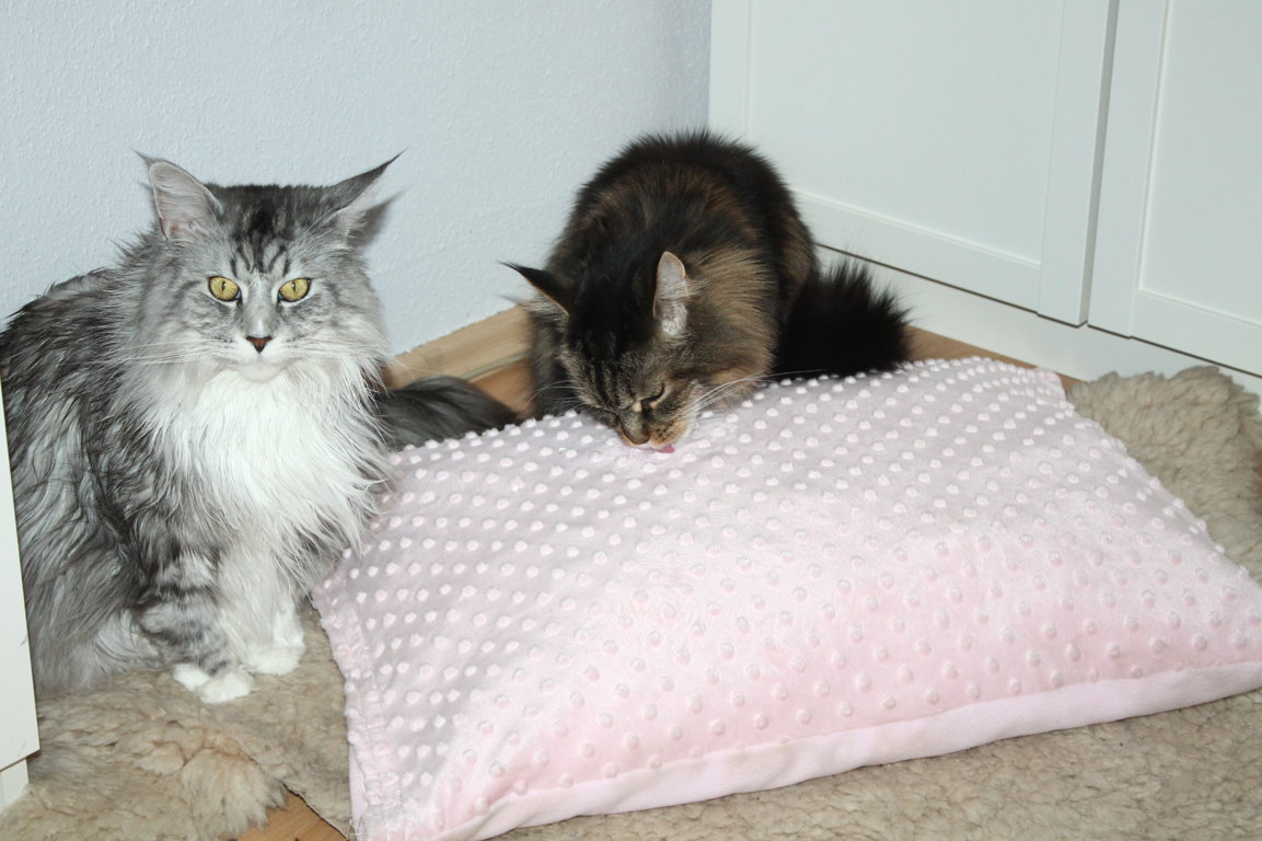 Kuschelkissen