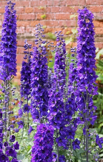 Gartenblumen