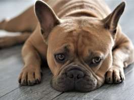 Französische Bulldogge
