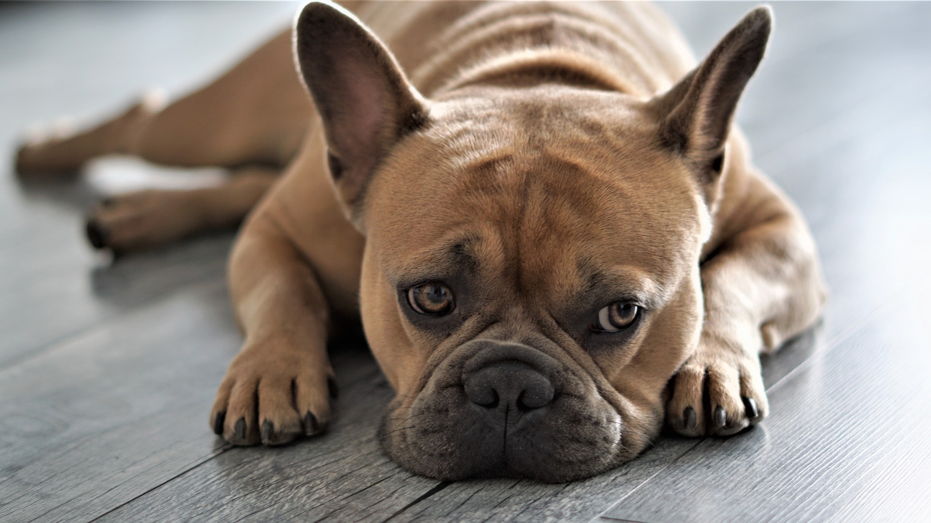Französische Bulldogge - ein sympathischer kleiner Schmusehund
