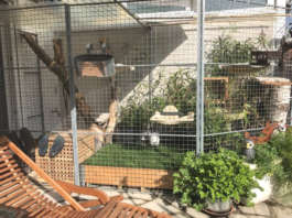 Außengehege Katzen