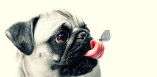 mops