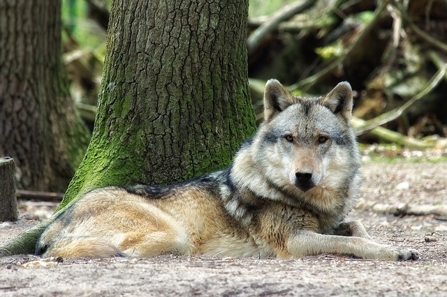 wolf_hund