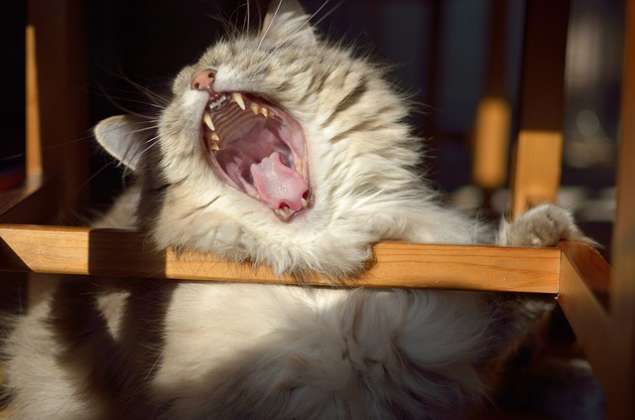 Zahnprobleme bei Katzen Pfotencafe Leben mit Hund und Katze