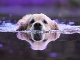 Hunde_unter_wasser