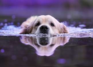 Hunde_unter_wasser