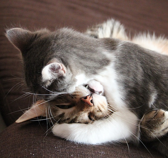 Zusammenführung von Katzen so klappt´s Pfotencafe Leben mit Hund und Katze
