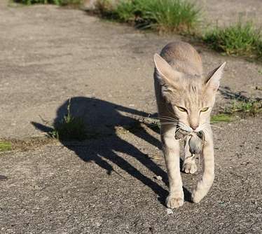 Jagderfolg: Zwischen 6 und 11 Mäuse vertilgt Mietze pro Tag.