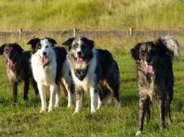 mehrhundehaushalt