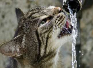 lucky_kitty