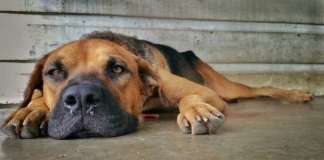 depressionen_hund_katze