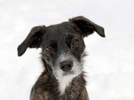 trick17_hunde