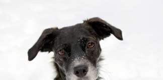trick17_hunde