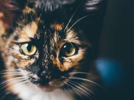 farben der katzen