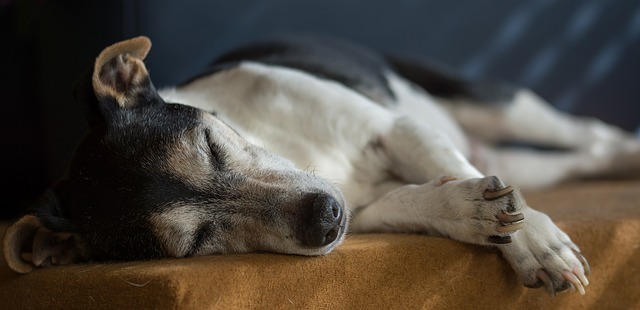 Senioren auf vier Pfoten Pfotencafe Leben mit Hund und Katze