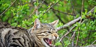 Katze Tierschutz