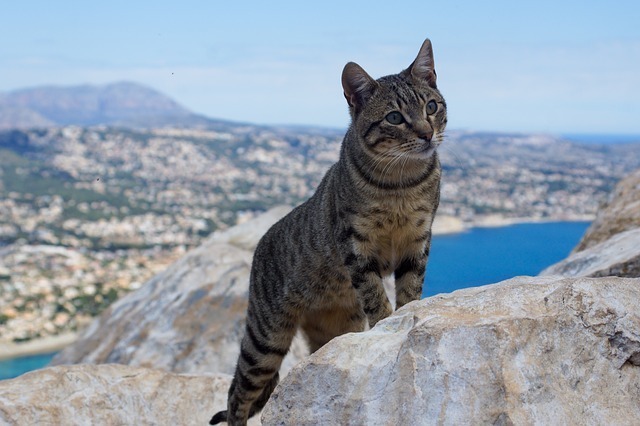 Katzenpensionen