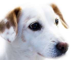 Pubertät_hund