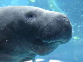 manatee_florida