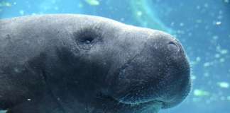 manatee_florida