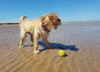 Reiseapotheke Hund