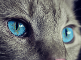 katzenfluesterer