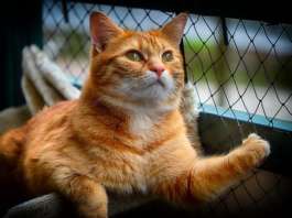 Diaet_hund_katze