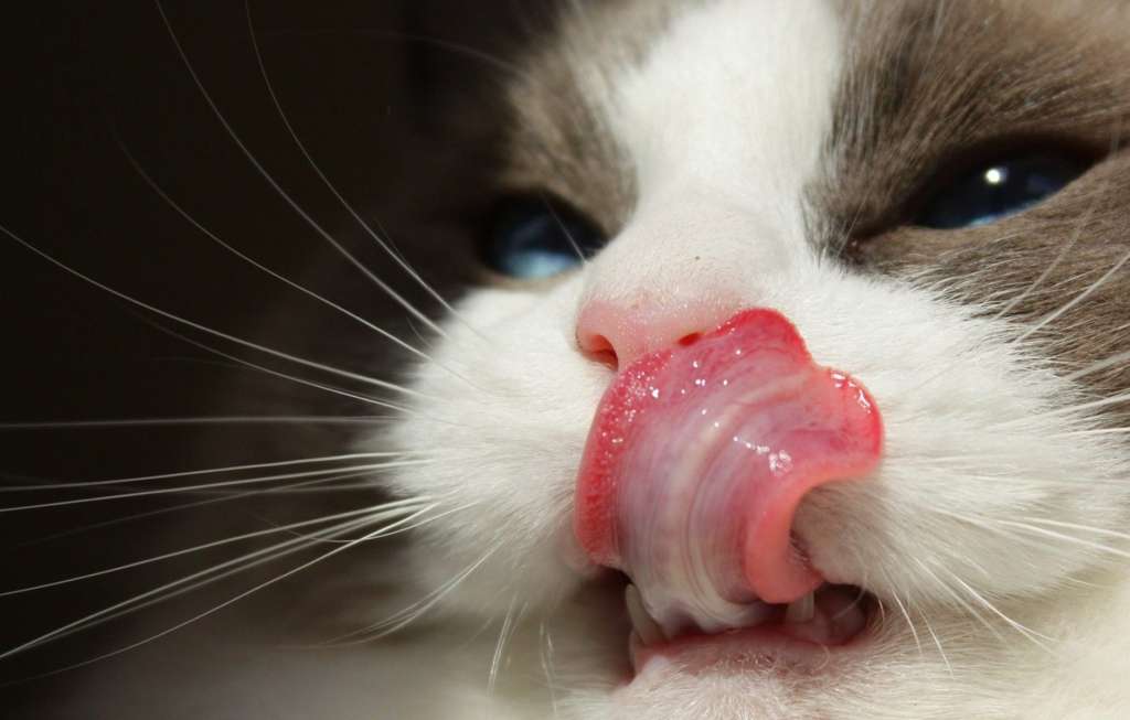 CNI Chronische Niereninsuffizienz bei Katzen Pfotencafe Leben mit