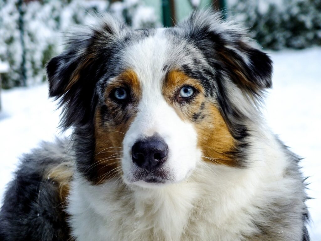 Australian Shepard