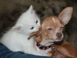 Hundehaare_Katzenhaare