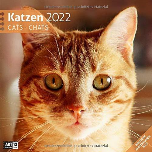 Katzen 2022