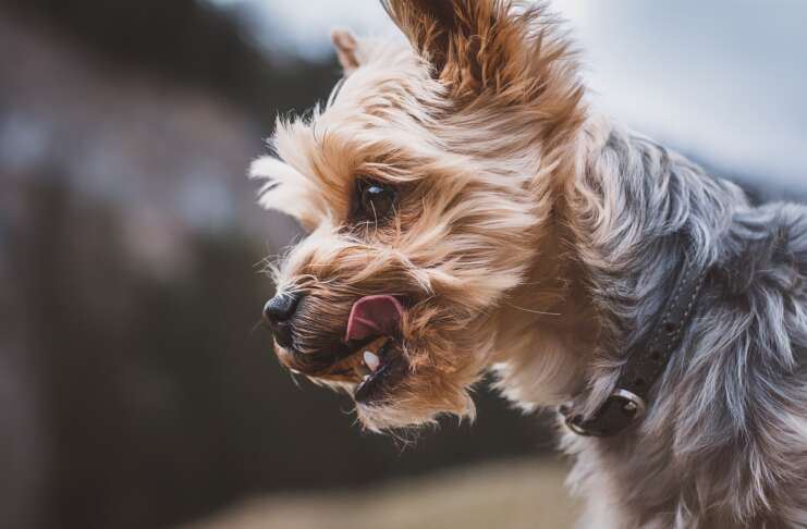 Yorkshire Terrier