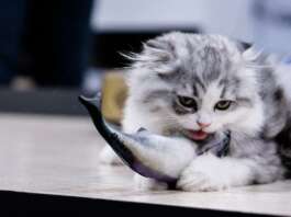 Katzenfutter Fisch