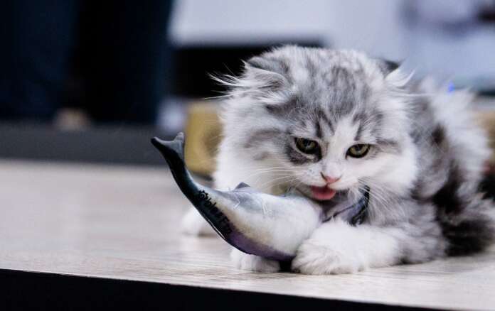 Katzenfutter Fisch