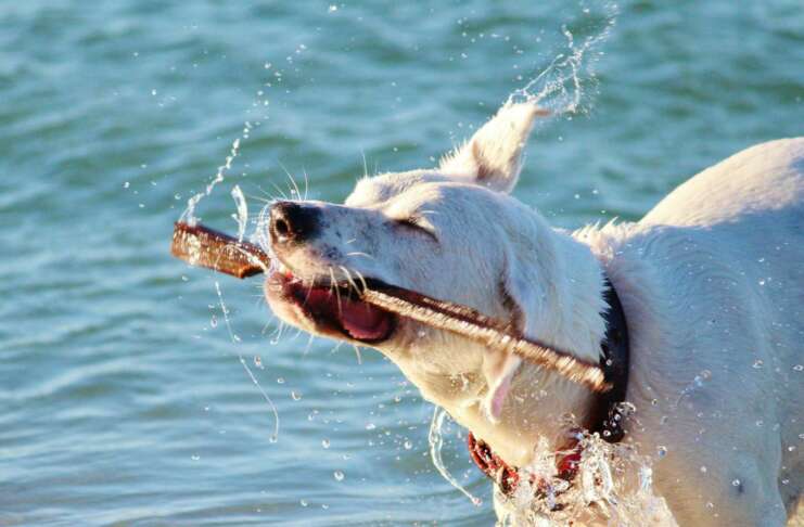 Wassersport SUP Kajak Hund