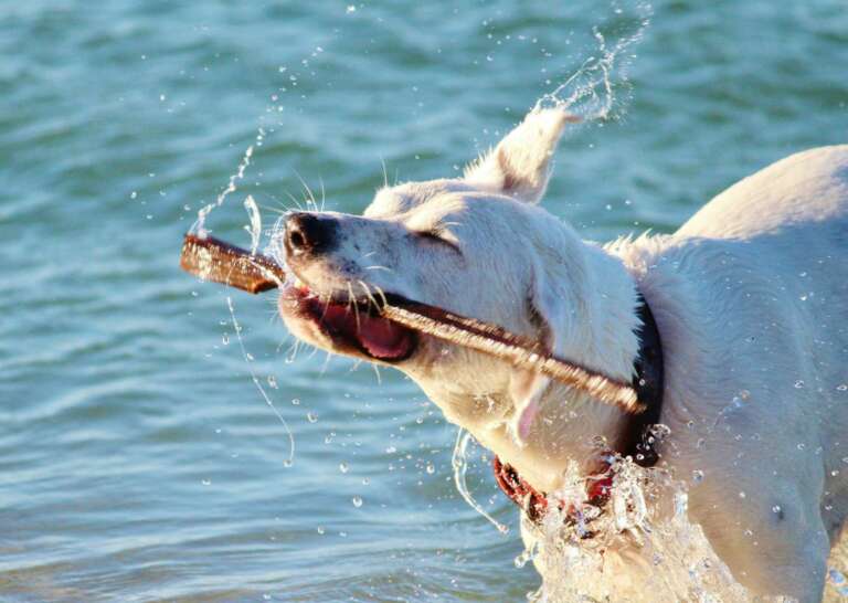 Wassersport SUP Kajak Hund