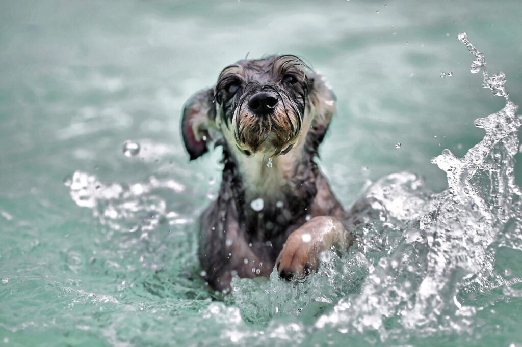 kleiner hund tobt im wasser