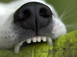 Zahngesundheit hund