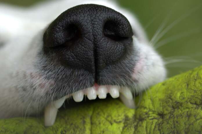 Zahngesundheit hund