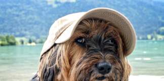Sonnenschutz hund