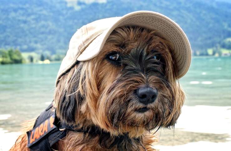 Sonnenschutz hund