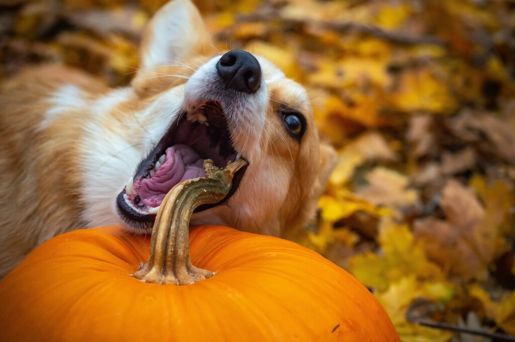 Kürbis für Hunde
