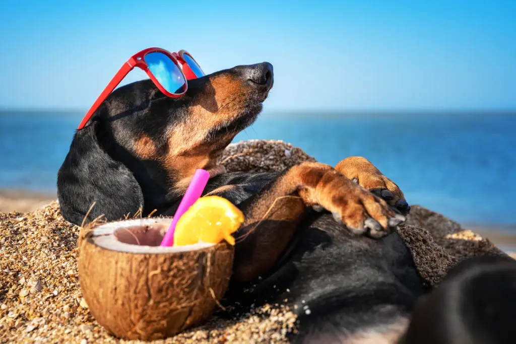 Urlaub_Hund