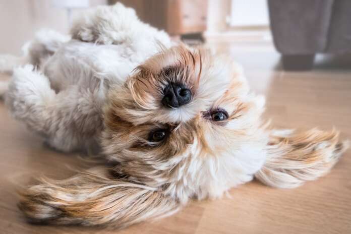 Ein Haftpflichtversicherung darf auf keinen Fall fehlen - nachfragen, ob dein Hund in den Vertrag