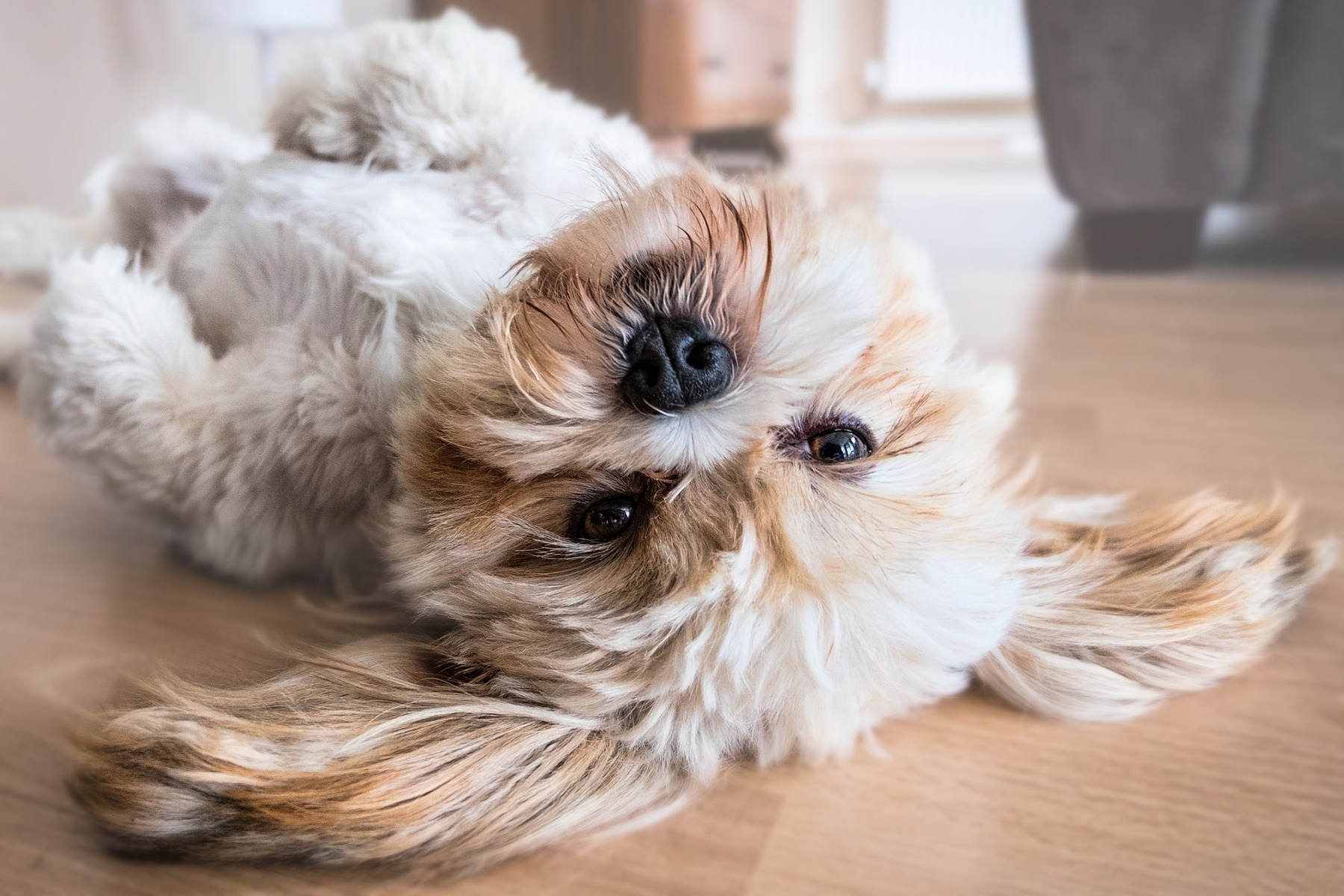 Ein Haftpflichtversicherung darf auf keinen Fall fehlen - nachfragen, ob dein Hund in den Vertrag 