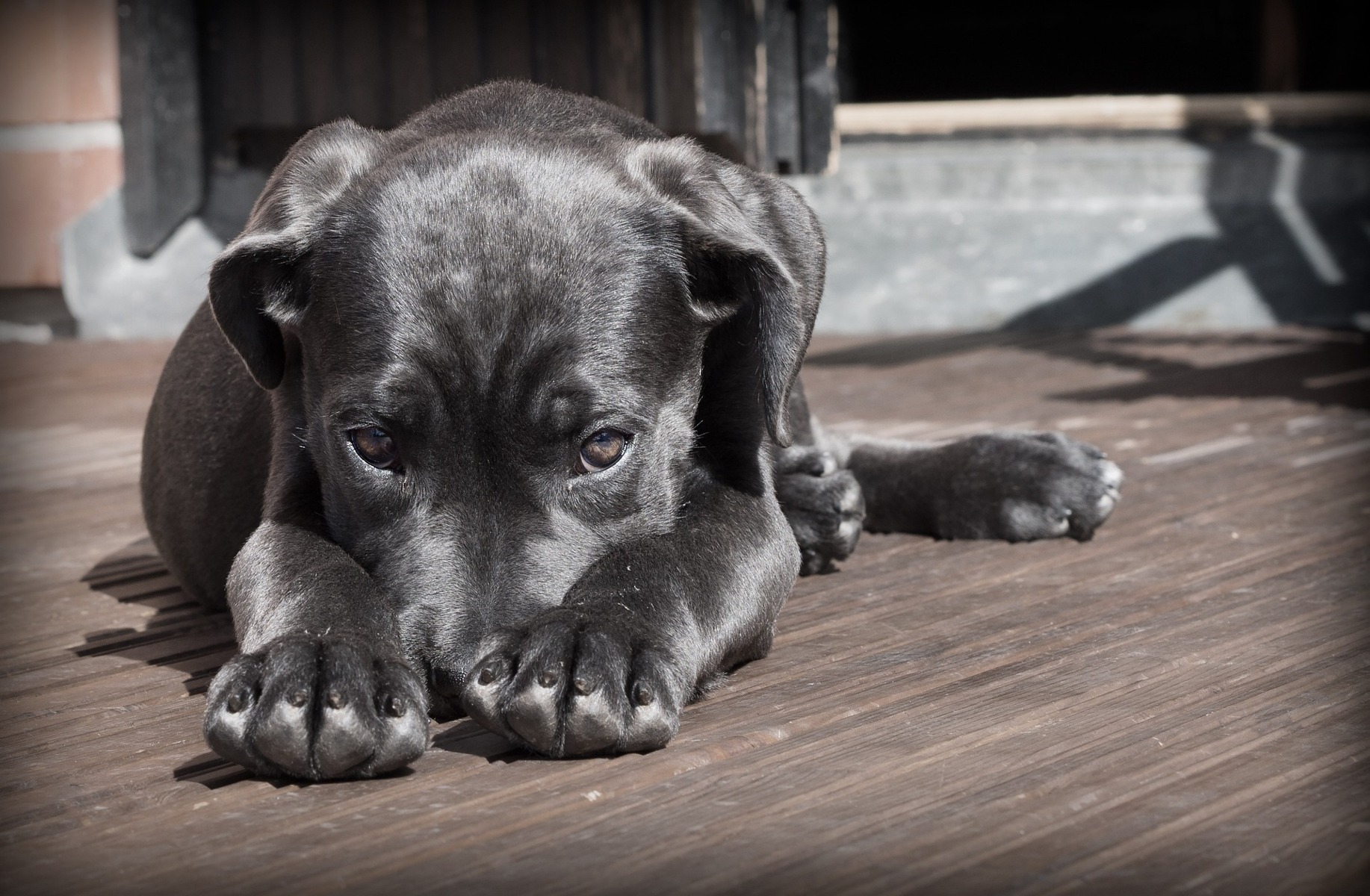 Hunde_Mietwohnungen